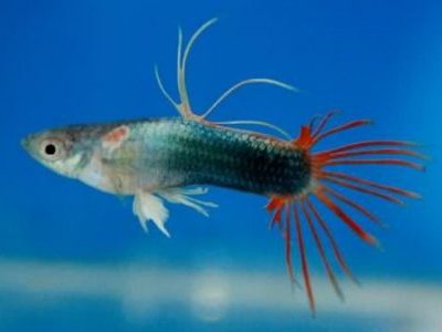 PlatinumHB Crown Tail Guppy